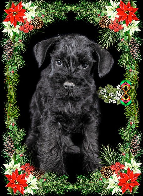 Miniatuurschnauzer in studio