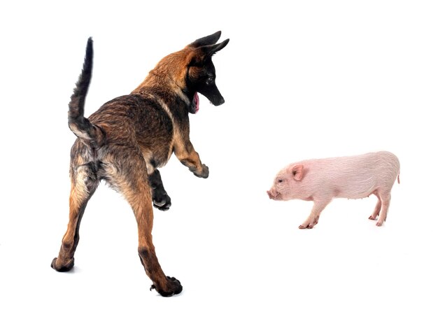 miniatuurvarken en puppy malinois
