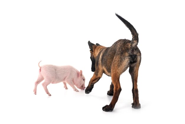 miniatuurvarken en puppy malinois