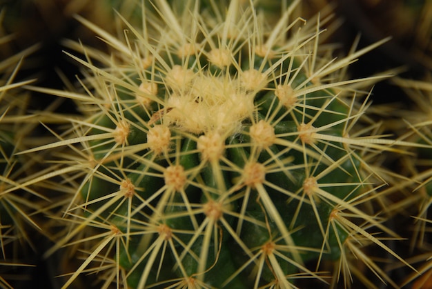 minicactus in de pot