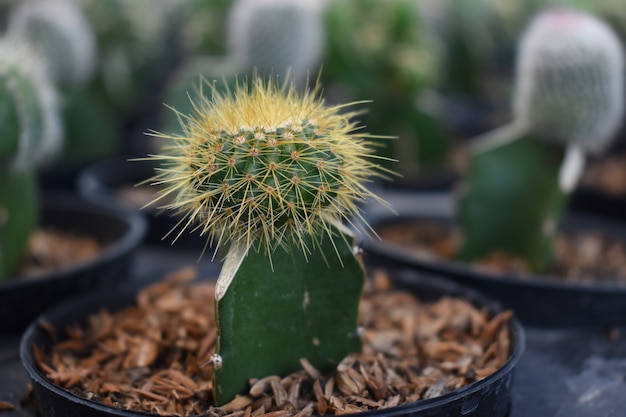 Minicactus in pot Cactus is de naam die wordt gegeven aan leden van de bloeiende plantenfamilie Cactaceae