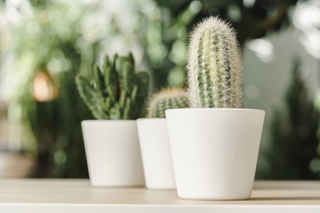 Minicactusinstallatie ingemaakt op vage botanische tuinachtergrond