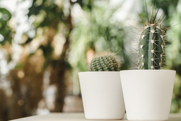 Minicactusinstallatie ingemaakt op vage botanische tuinachtergrond