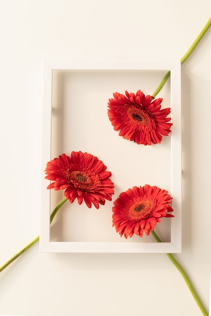 Minimaal begrip. rode gerbera's in een wit frame, plat gelegd