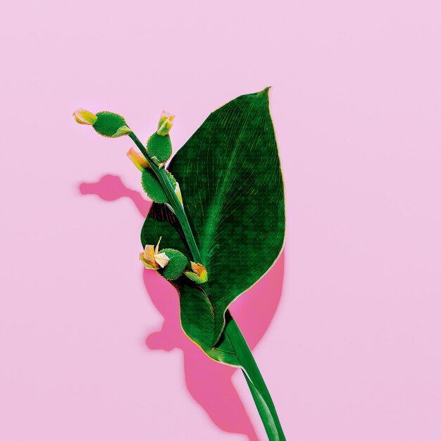 Photo minimal art. plant on  pink. stylish design  fashion