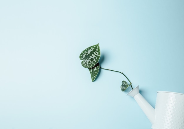 Minimal background of a plant and a water can