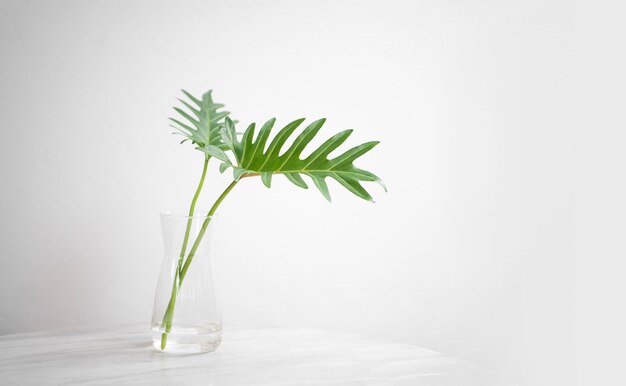 Minimal bouquet of green leaf in vase on table