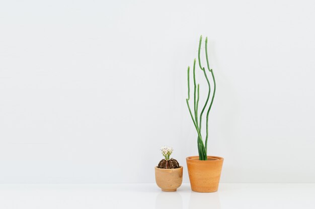 Minimal cactus plant in clay pot