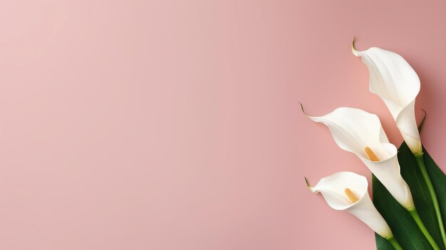 Minimal Calla Lily on the background space for text realistic uhd image studio banner