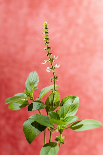 写真 天然植物の最小限の組成