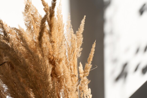 Minimal composition with pampas grass in interior with sunlight and shadow