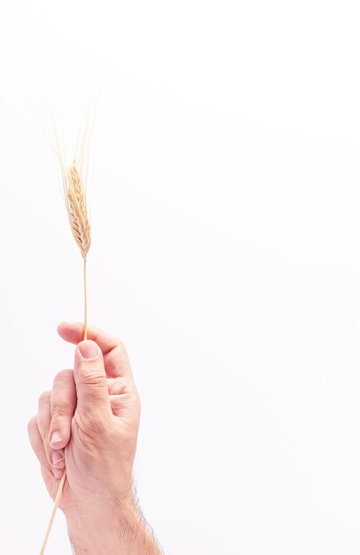 Minimal concept an anonymous hand is holding an ear of wheat Includes copy space