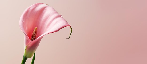A minimal concept of a calla flower with pink paint dripping providing copy space