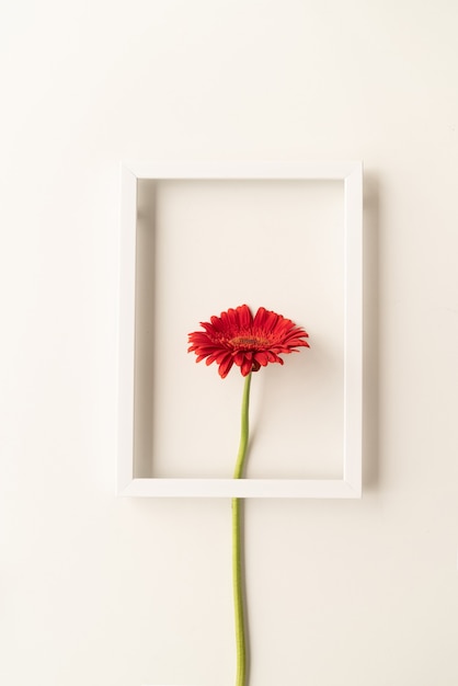 Concetto minimo. fiore di gerbera rossa in una cornice bianca, posa piatta