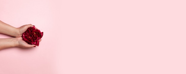 Фото Минимальный творческий состав женских рук с красивым маникюром держит темно-красный цветок пиона с copyspace на розовой предпосылке, взгляд сверху, плоском положении. поздравительная открытка с днем матери