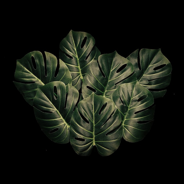 최소한의 디자인 단풍 열대 우림 이국적인 몬스테라 잎. 자연 개념입니다. 꽃 인사말 카드입니다.