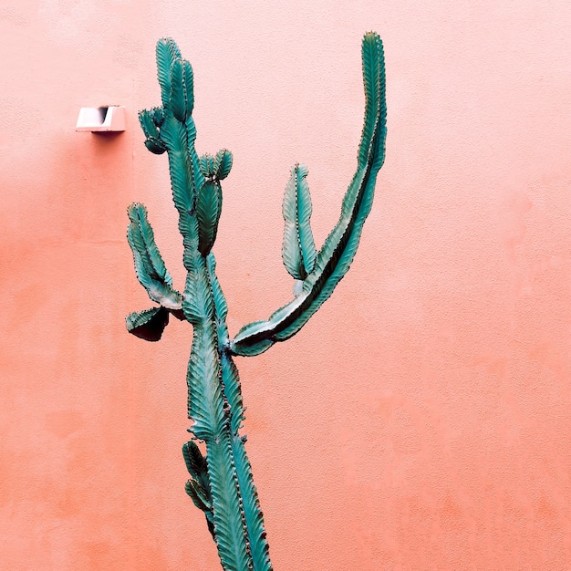 Minimal fashion plants on pink design. Cactus Canary Island