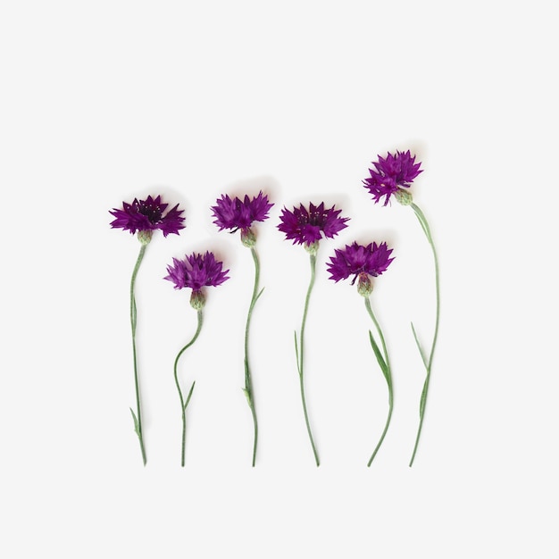 Disposizione piatta minima dei fiori viola del campo estivo su sfondo bianco piante di fiordaliso blu fiore