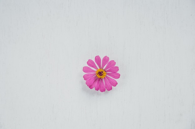 Photo minimal flower background