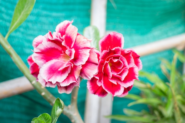 Minimal flower garden at home, stock photo