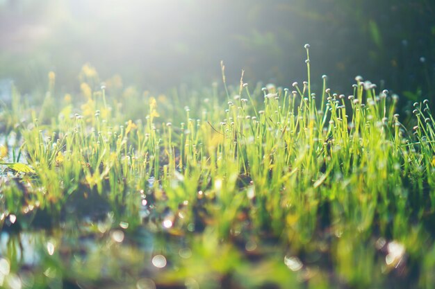 Minimal flower grass, nature background