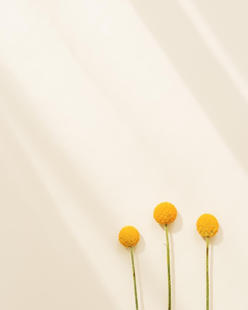 Minimal natural background with yellow Craspedia flowers on beige colored Bright blossom sunlight