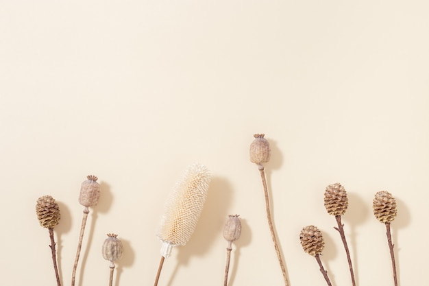 minimal natural layout made with assortment dry plants poppy