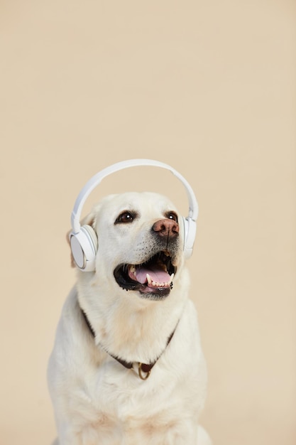 Minimal portrait of white labrador dog wearing headphones on neutral beige background copy space