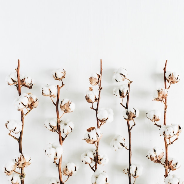 Minimal raw cotton branches on white background. Flat lay, top view