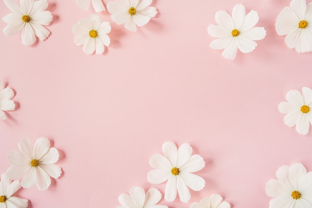 Minimal styled concept. White daisy chamomile flowers on pale pink. Creative lifestyle, summer, spring concept