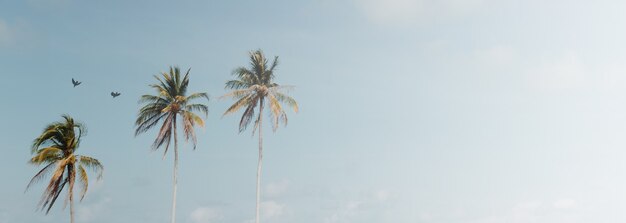 Minimal tropical coconut palm tree in summer with sky background.