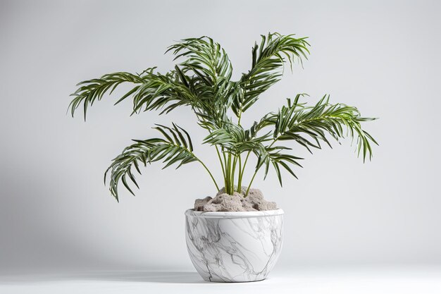 Minimal tropical green palm tree with pots isolated on white background