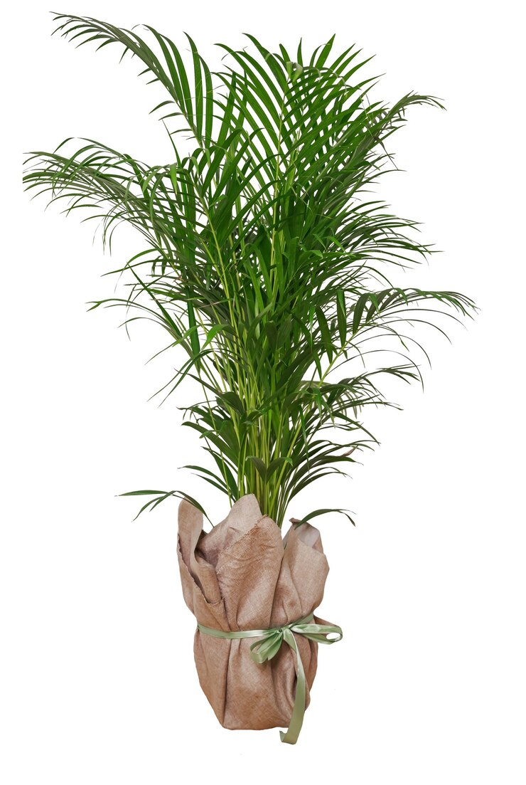 Minimal tropical leaves houseplant home decor. Kentia or Areca decorative palm against white wall. Isolated plant of palm tree in pot isolated on white surface. Home gardening, love of houseplants