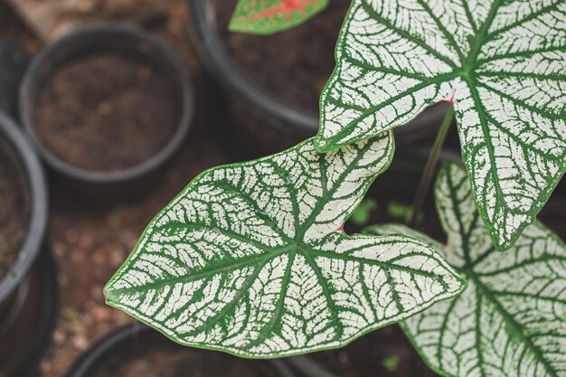 写真 最小限の熱帯の葉観葉植物の家