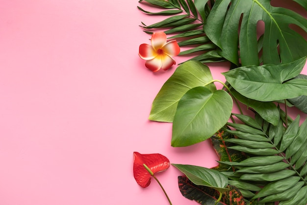 Photo minimal tropical plant composition