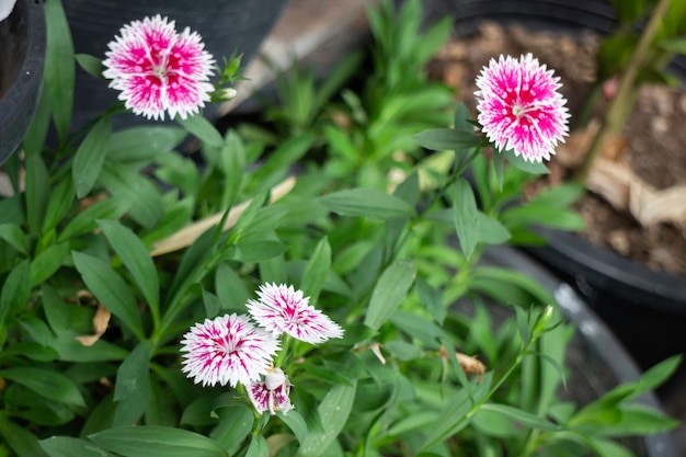 Minimale bloementuin thuis, stockfoto