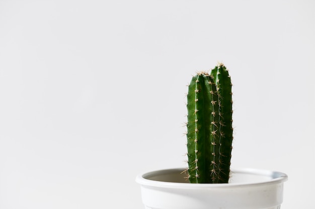 Minimale Groene Cactus in pot die op witte achtergrond wordt geïsoleerd