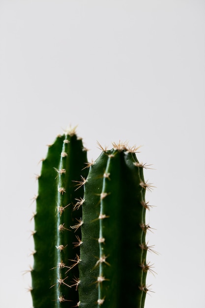 Minimale Groene Cactus in pot die op witte achtergrond wordt geïsoleerd