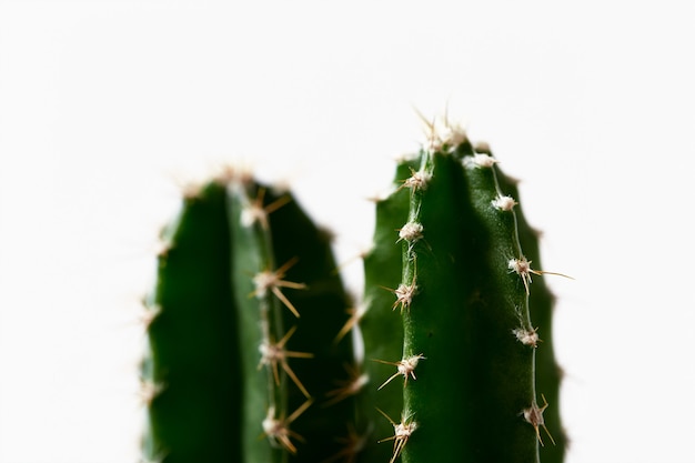 Minimale Groene Cactus in pot die op witte achtergrond wordt geïsoleerd