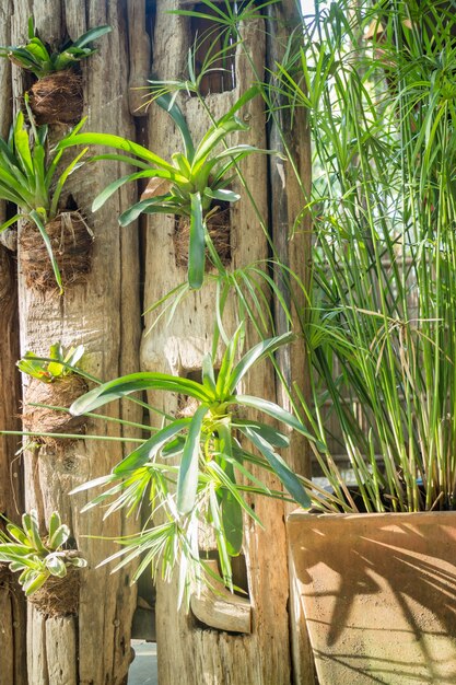 Minimale groene plant in de tuin