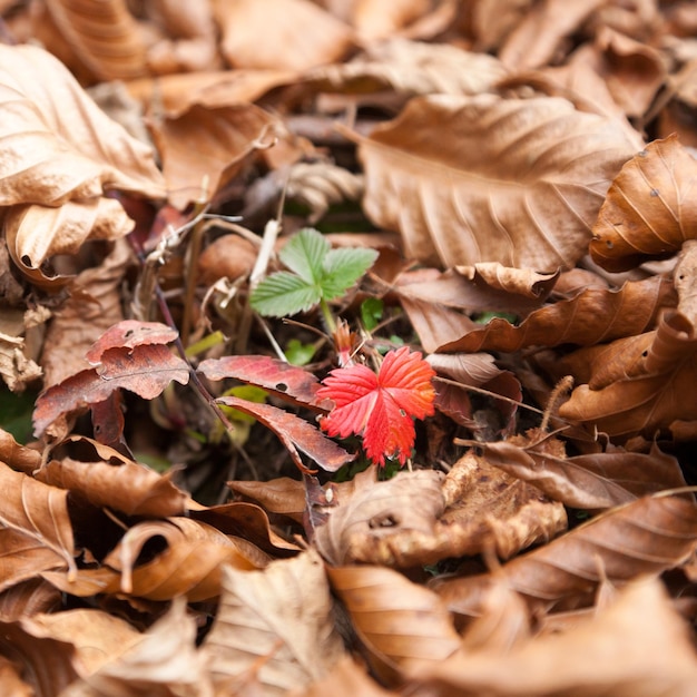 Minimale natuurachtergrond Herfstkleuren op droge bladeren Bosachtergrond