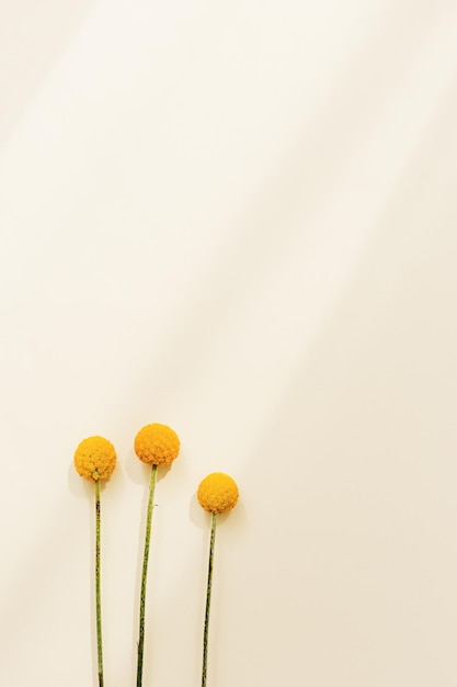 Minimale natuurlijke achtergrond met gele craspedia-bloemen op beige gekleurd helder bloesemzonlicht