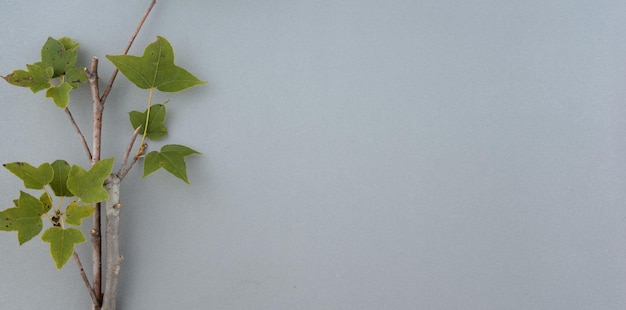 Minimale plant twig achtergrond met ruimte Verse groene esdoorn organische stengel Panoramische lange banner