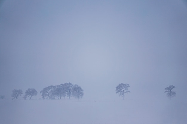 Minimale rij bomen in het winterlandschap op bedekt met sneeuw