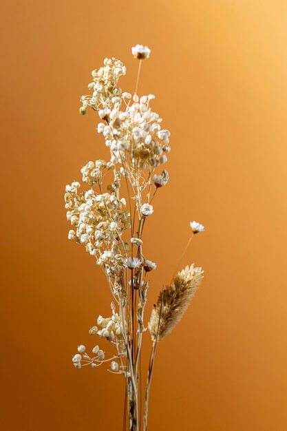 Minimale samenstelling van natuurlijke plant op een monochrome achtergrond