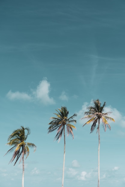 Minimale tropische kokospalm in de zomer met hemelachtergrond.