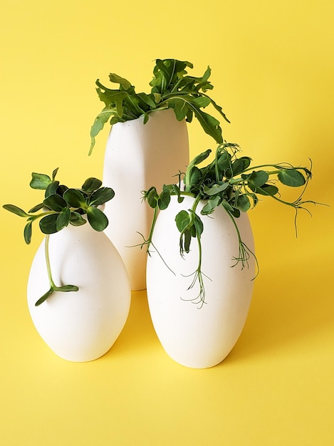 Minimalism bunch of greenery microgreen in white vases on a yellow background