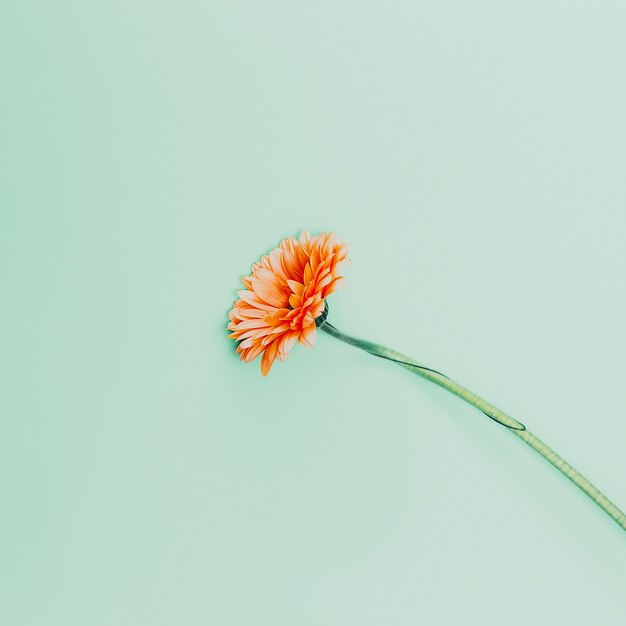 Minimalism. Flowers on a blue background