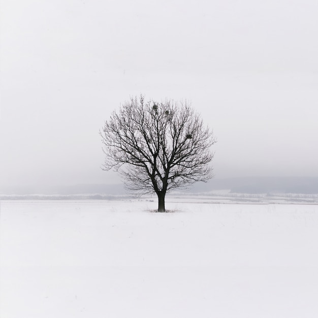 Minimalisme. Eenzame boom in het veld. Winter