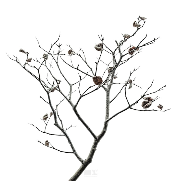 Photo minimalist art of a branch